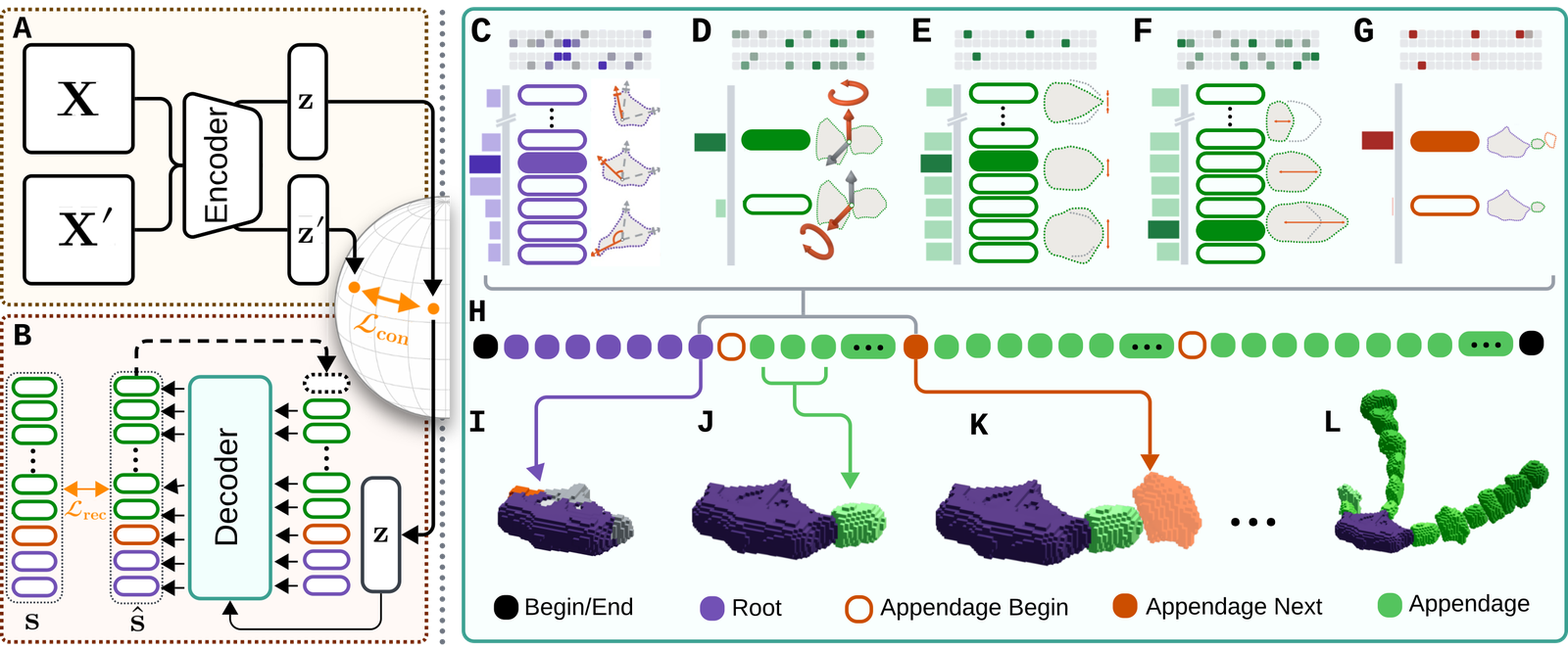 Latent genome and developmental decoder: the encoder and decoder, the growth steps, the token sequence and the growing body